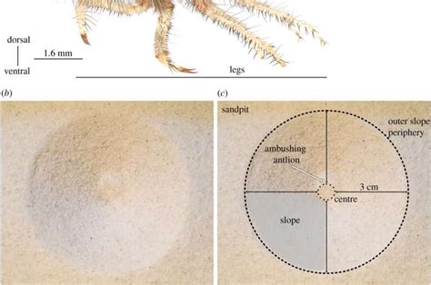  Antlion!  A Miniature Marvel That Creates Sand Traps To Capture Its Prey