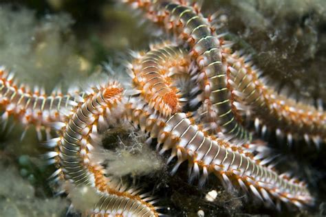  Bridled Worm: Can This Unusual Creature With Bristles Be Our Underwater Neighbor?