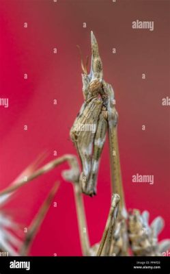  Empusa! Can This Masterful Ambush Predator Really Disguise Itself as a Flower?