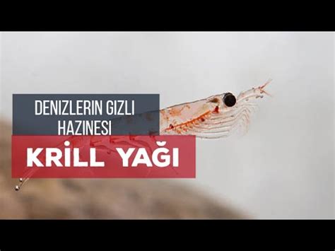  Kokel, Denizlerin Gizli Kahramanları!