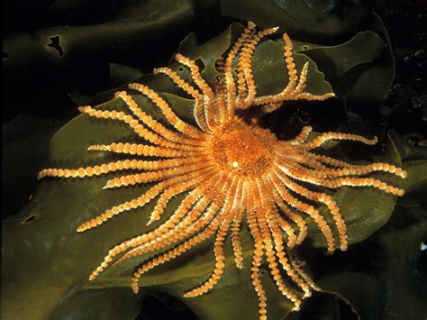  Ocean Sun Star! A Marvelous Creature With Tentacles That Glow Like Tiny Jewels