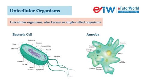  Oxytrichidae! Bu Çok Yönlü Mikroorganizmayı Keşfedin: Tek Hücreli Bir Dünyanın Gizemini Çözecek Güçlü Kılıçlar