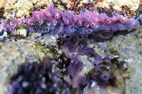  Plakina Demospongiae: Exploring the Wonders of this Vibrant Purple Encrusting Sponge!