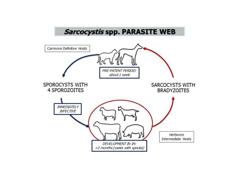  Sporozoanın Gizemli Dünyasında Sarcocystis: Sisteme Saldıran Küçük Bir Parazit!