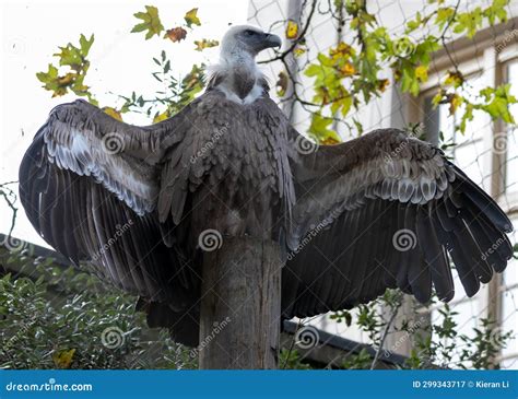  Vulture:  The Majestic Soarer With Eyes That Pierce Through the Veil of Decay!