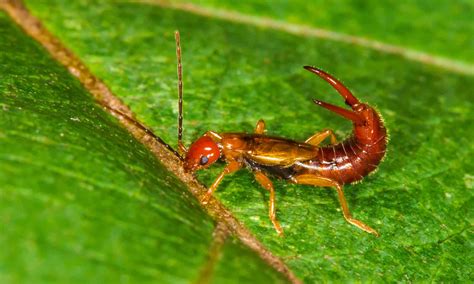  Xylostomatidae:  Bir Ormanın Gizli Kahramanı mıdır Yoksa Sadece Küçük Bir Böcek mi?