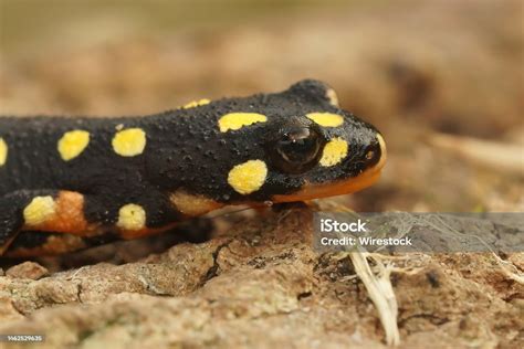  Yellow-Spotted Newt: A Terrestrial Amphibian With Gills But No Fear Of Water!