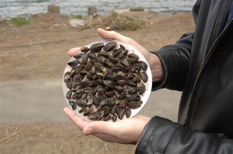  Zebra Mussel:  Bir Deniz İstilası mı Yoksa Gölden Gelen Minik Bir Konuk mu?